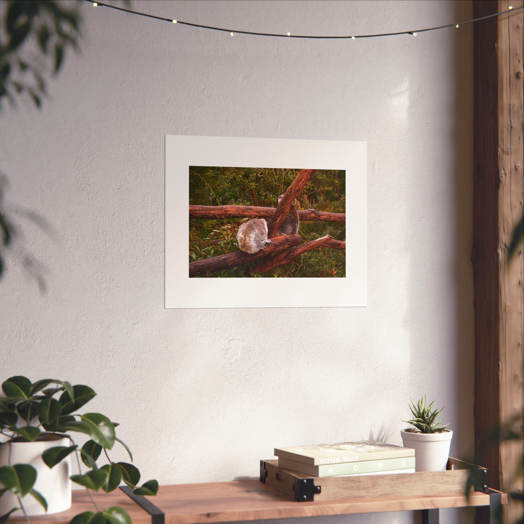 Koala Pair Fine Art Print - Australian Wildlife Photography Print