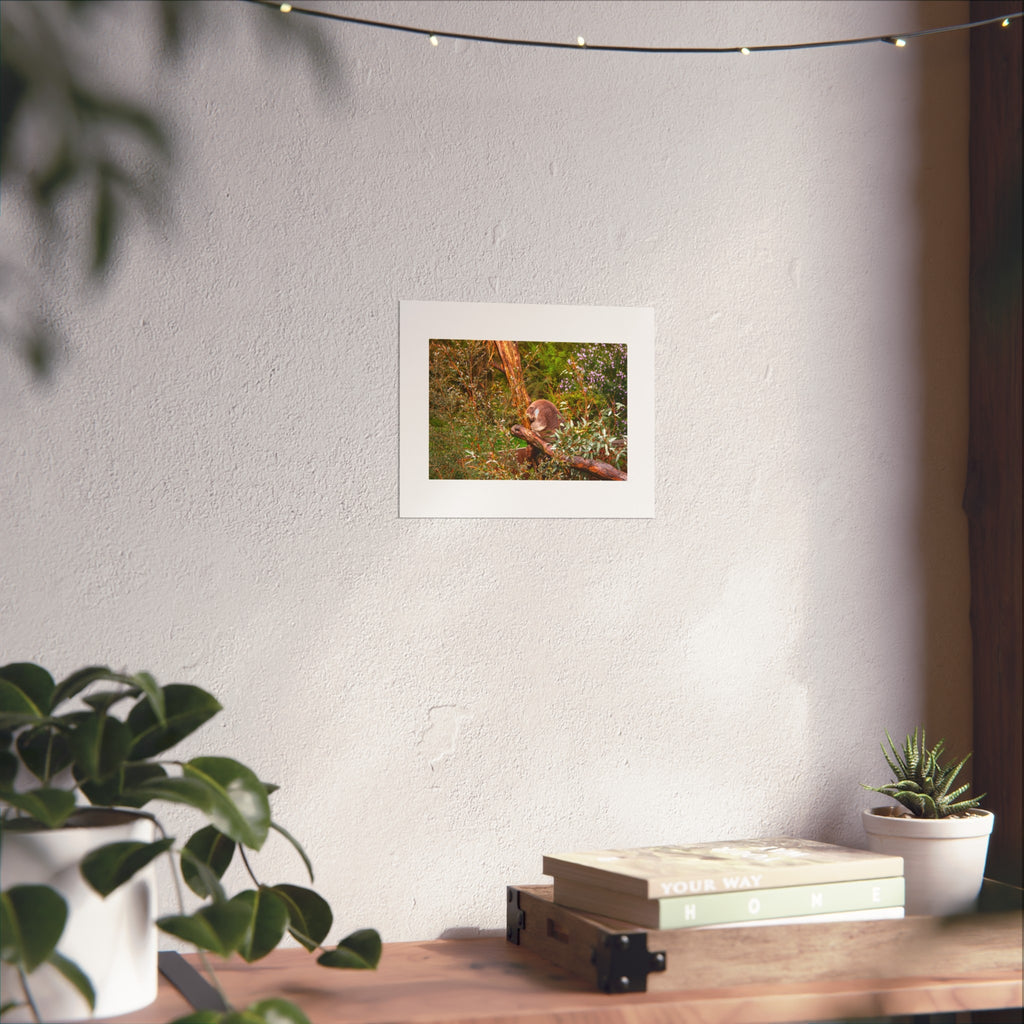 Koala in Gumtrees Fine Art Poster — Wildlife Photography Wall Print