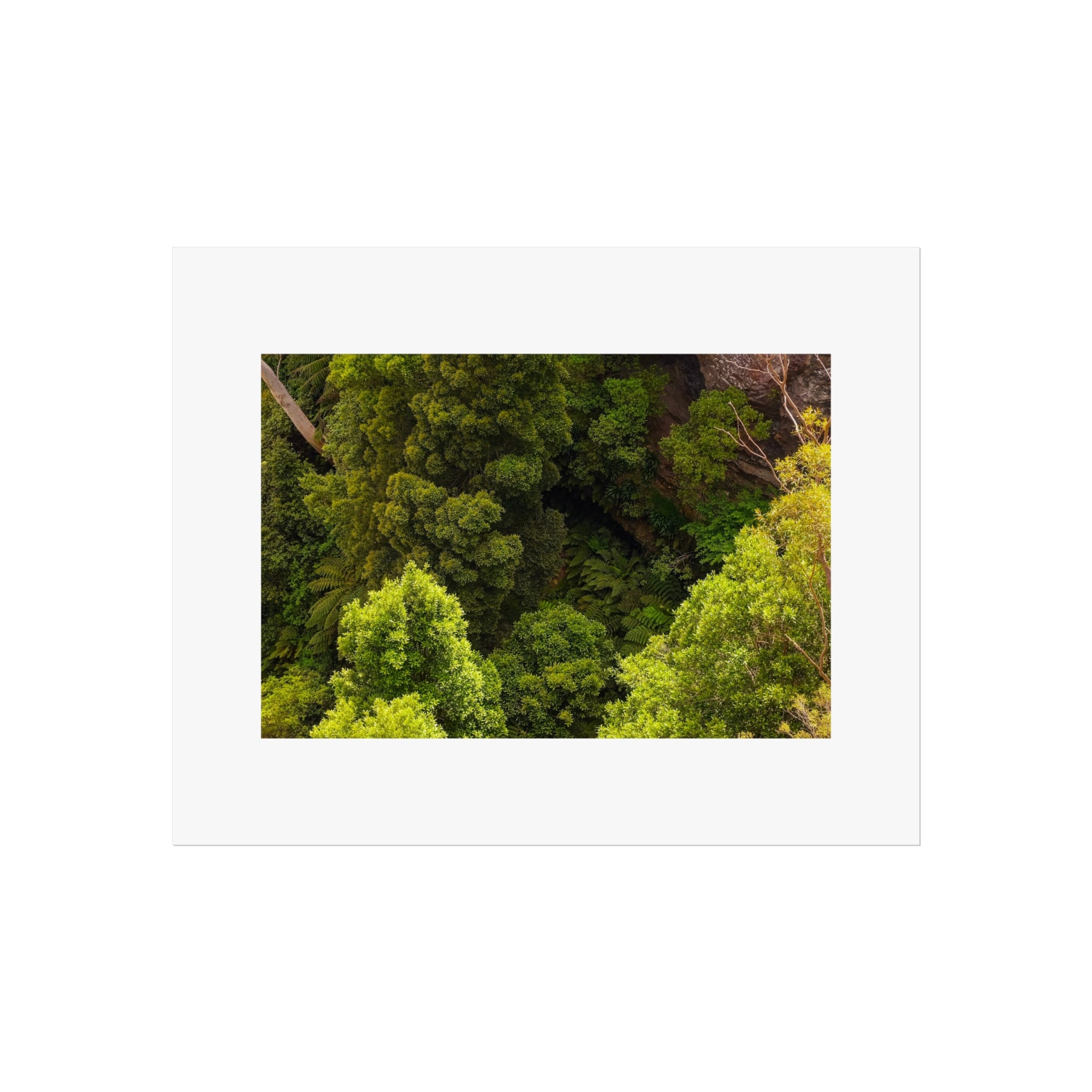 Rainforest Fine Art Print - Aerial Nature Photography