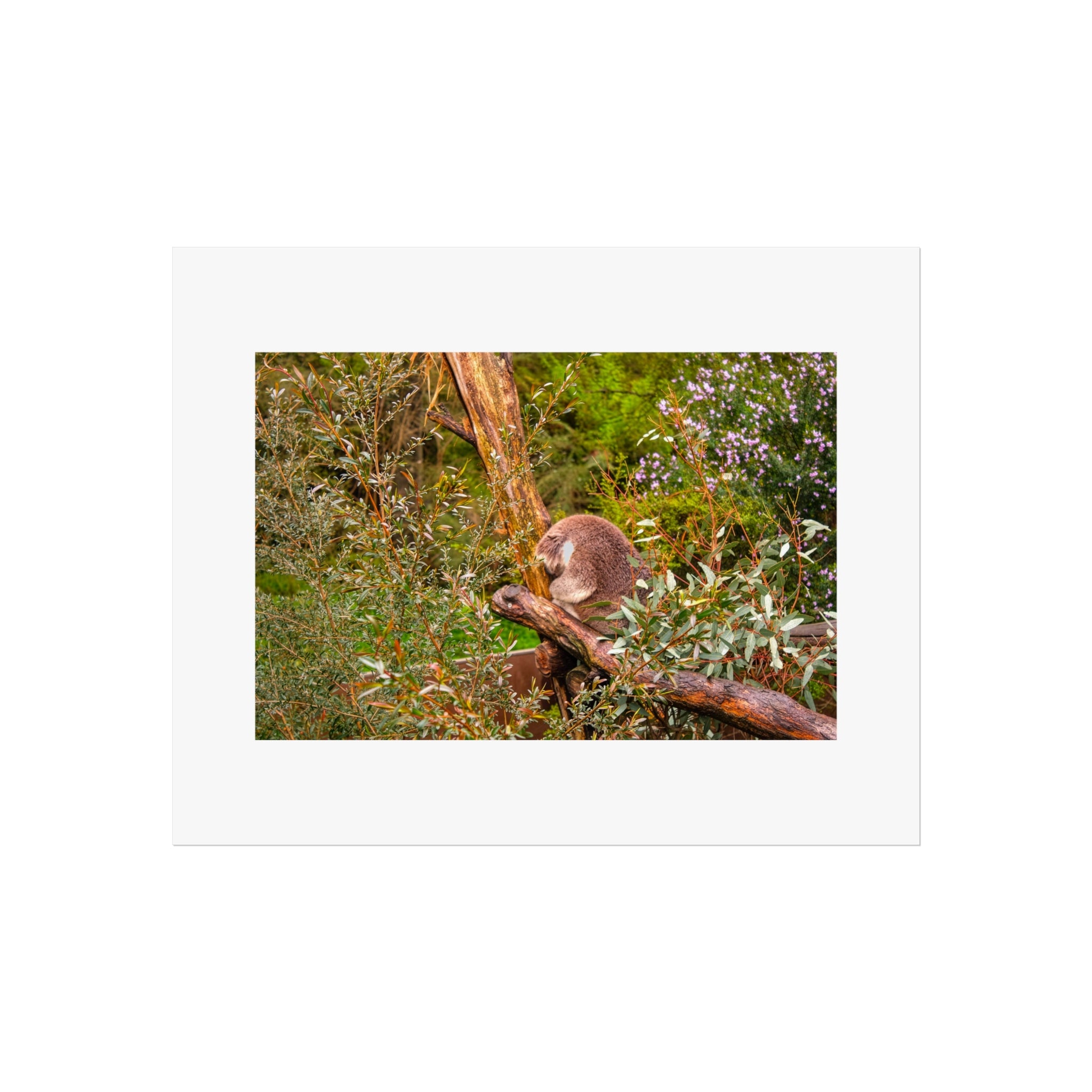 Koala in Gumtrees Fine Art Poster — Wildlife Photography Wall Print