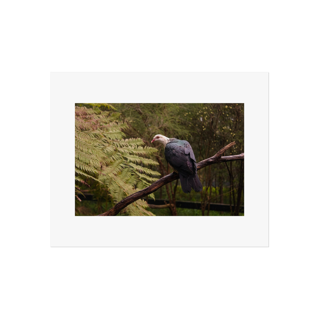 Pigeon Fine Art Print - Rainforest Bird Photography Print