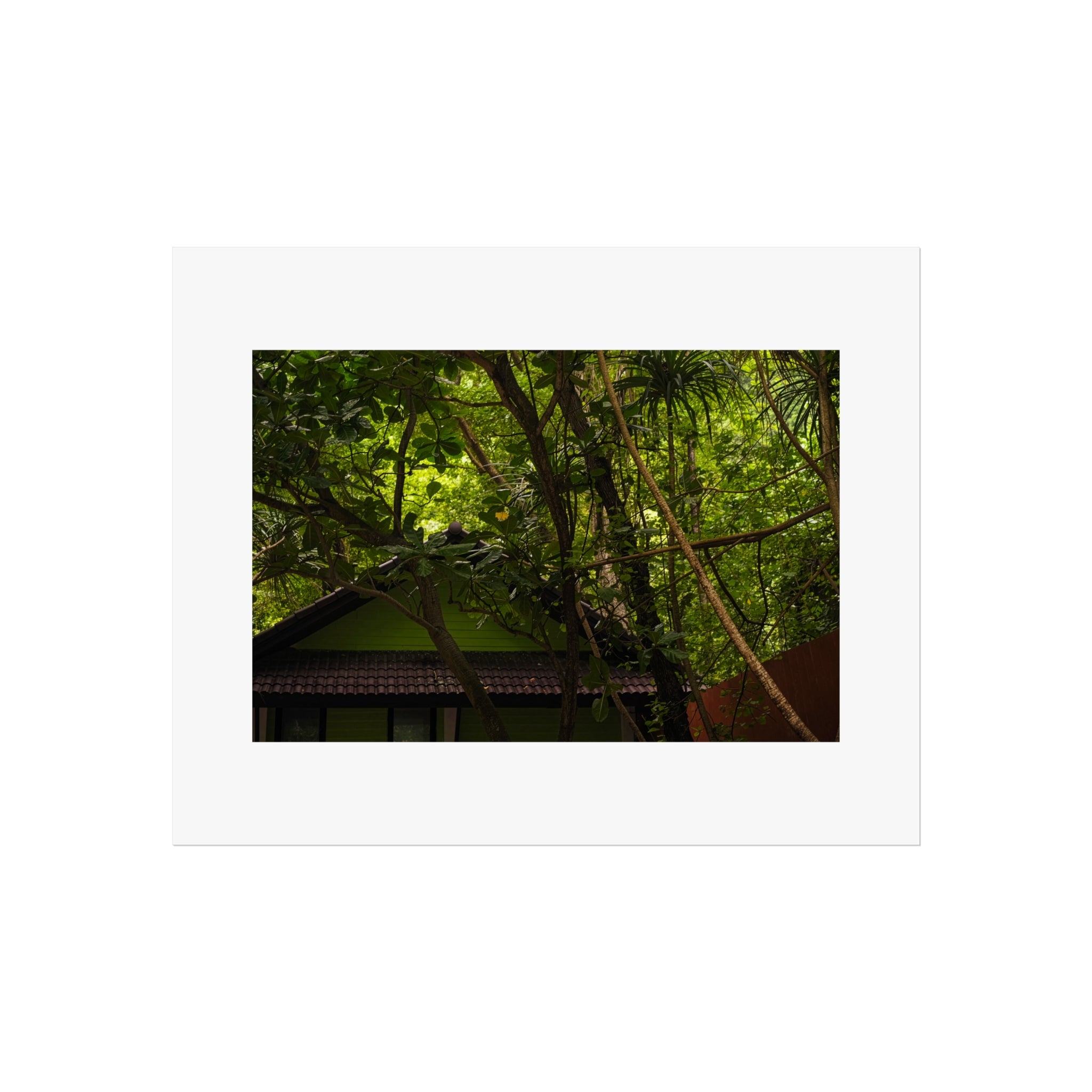 Jungle Canopy Fine Art Poster - Tropical Nature Photography Print