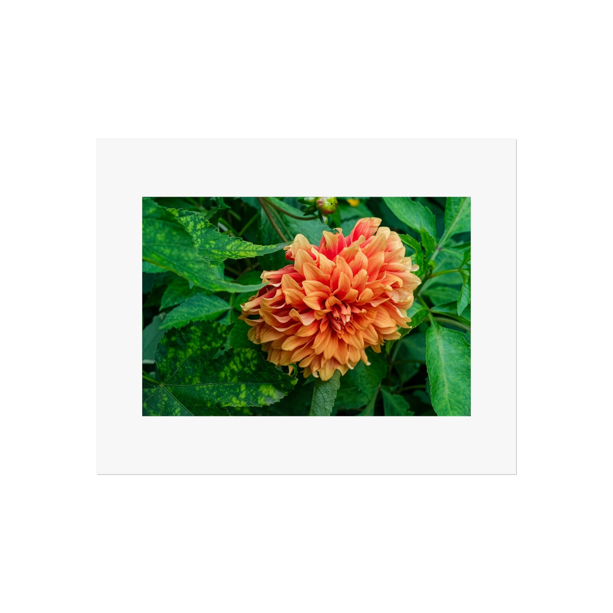 Dahlia Bloom Fine Art Poster — Vibrant Orange Flower Wall Art