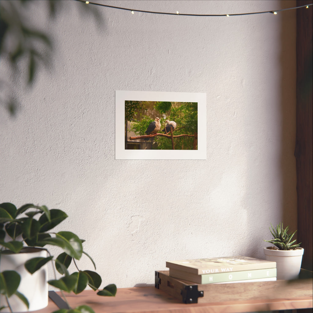 Wildlife Pigeon Pair Fine Art Poster - Bird Photography Print