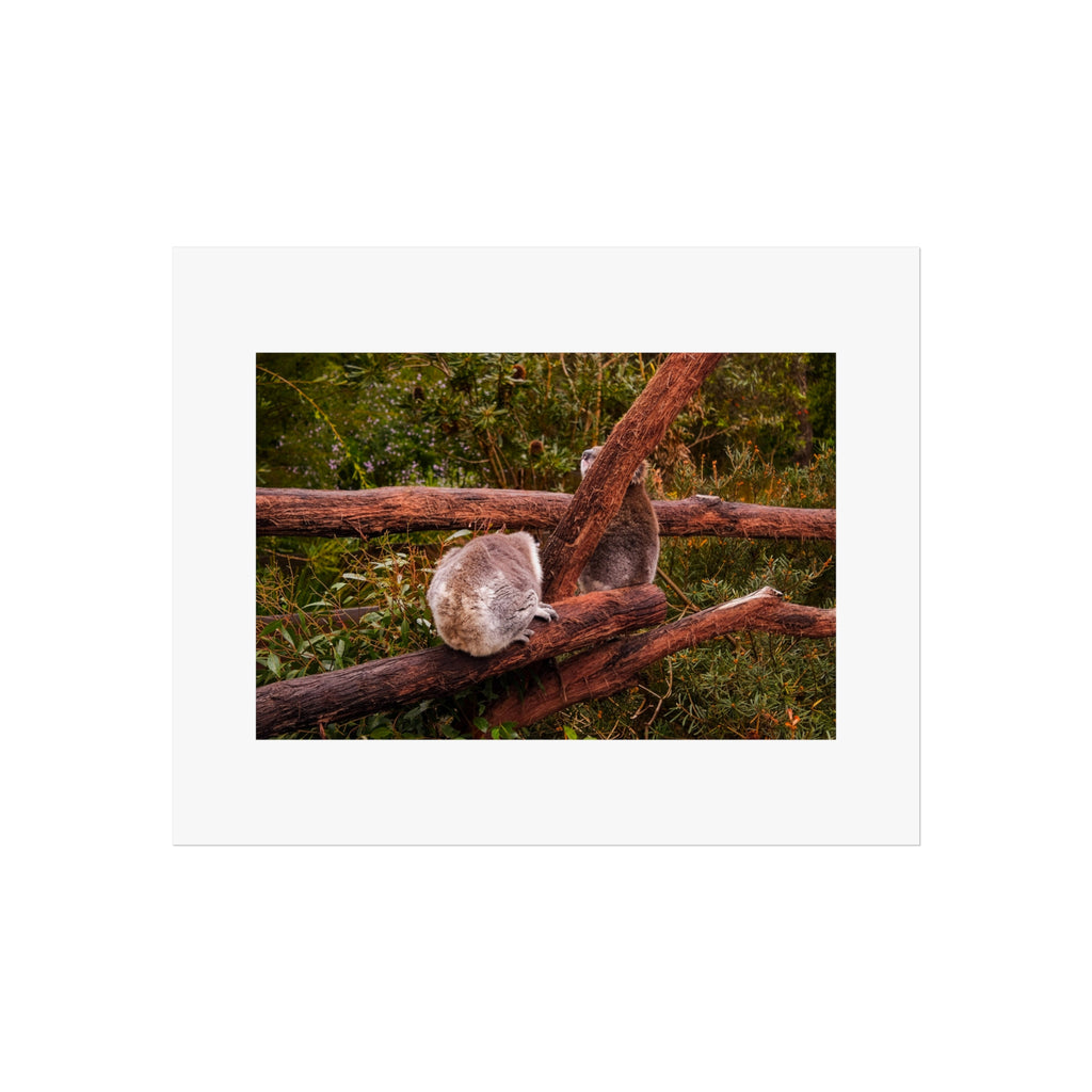 Koala Pair Fine Art Print - Australian Wildlife Photography Print