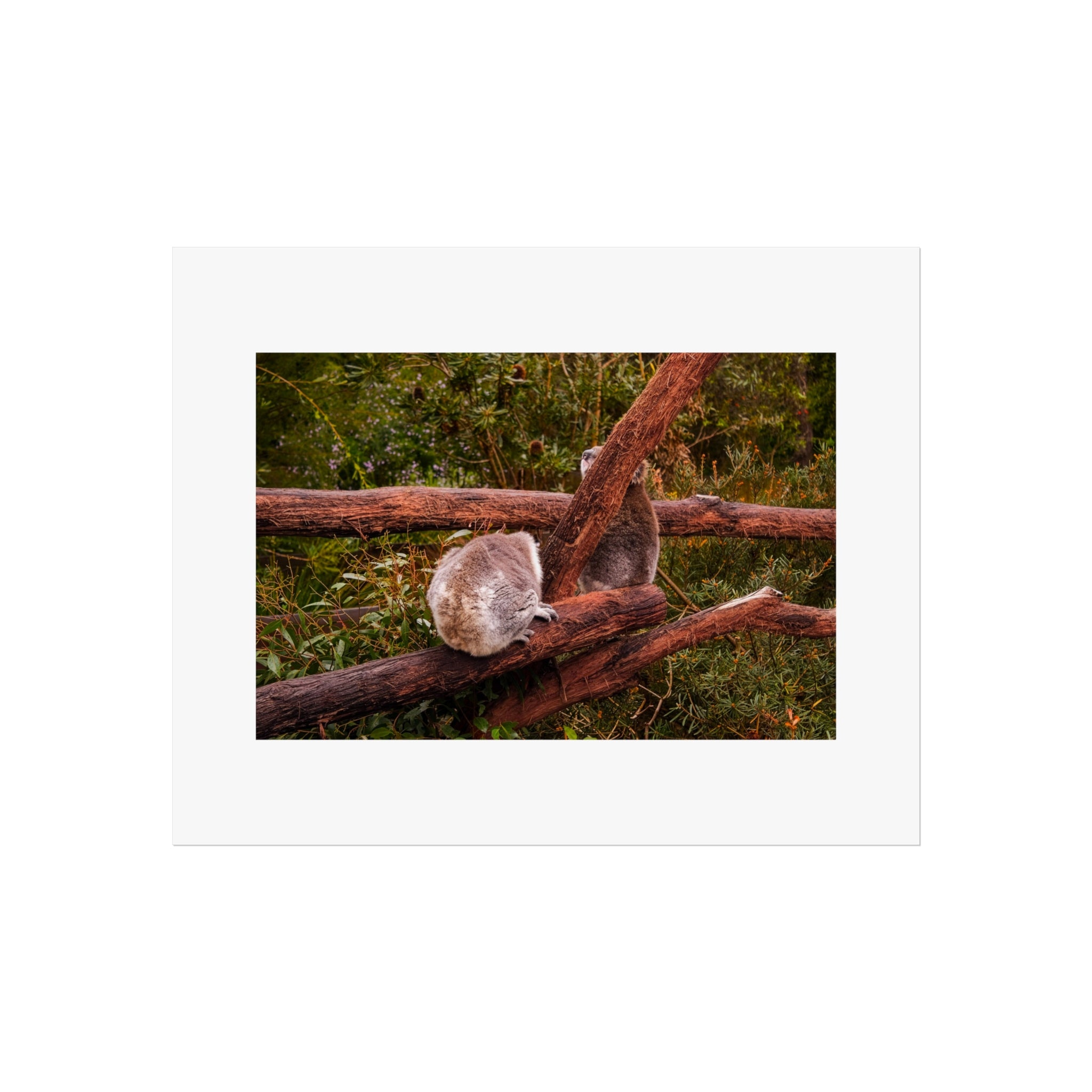Koala Pair Fine Art Print - Australian Wildlife Photography Print
