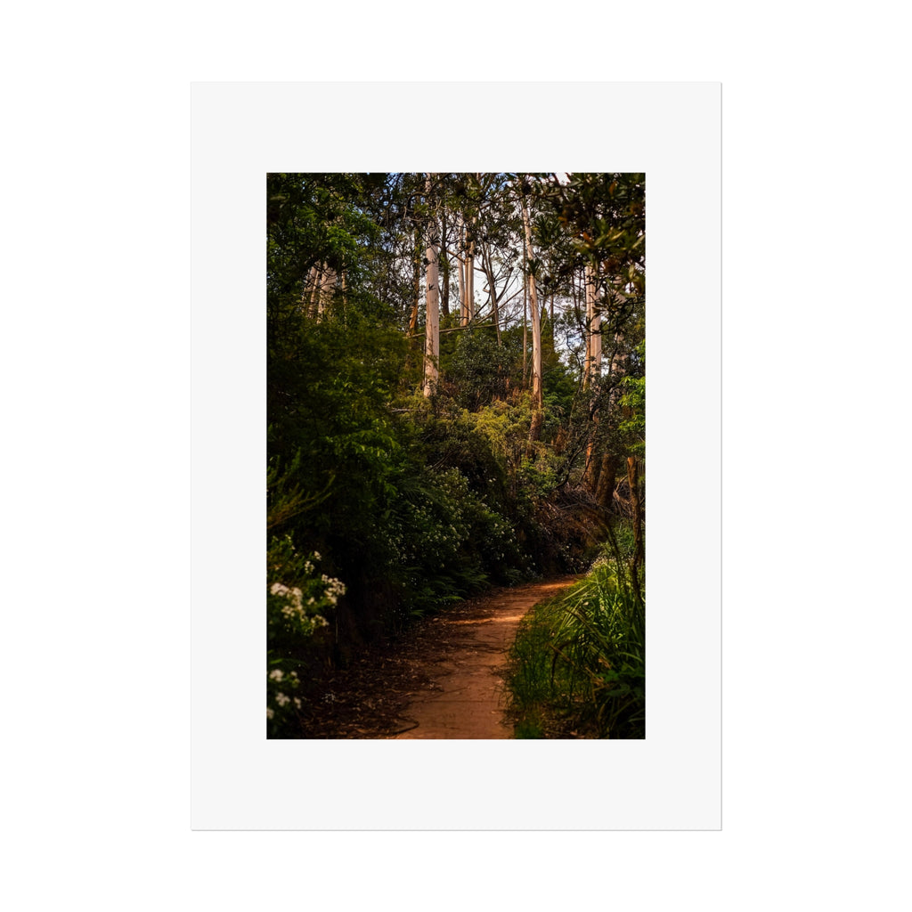 Forest Path Fine Art Poster - Blue Mountains Trail Photography