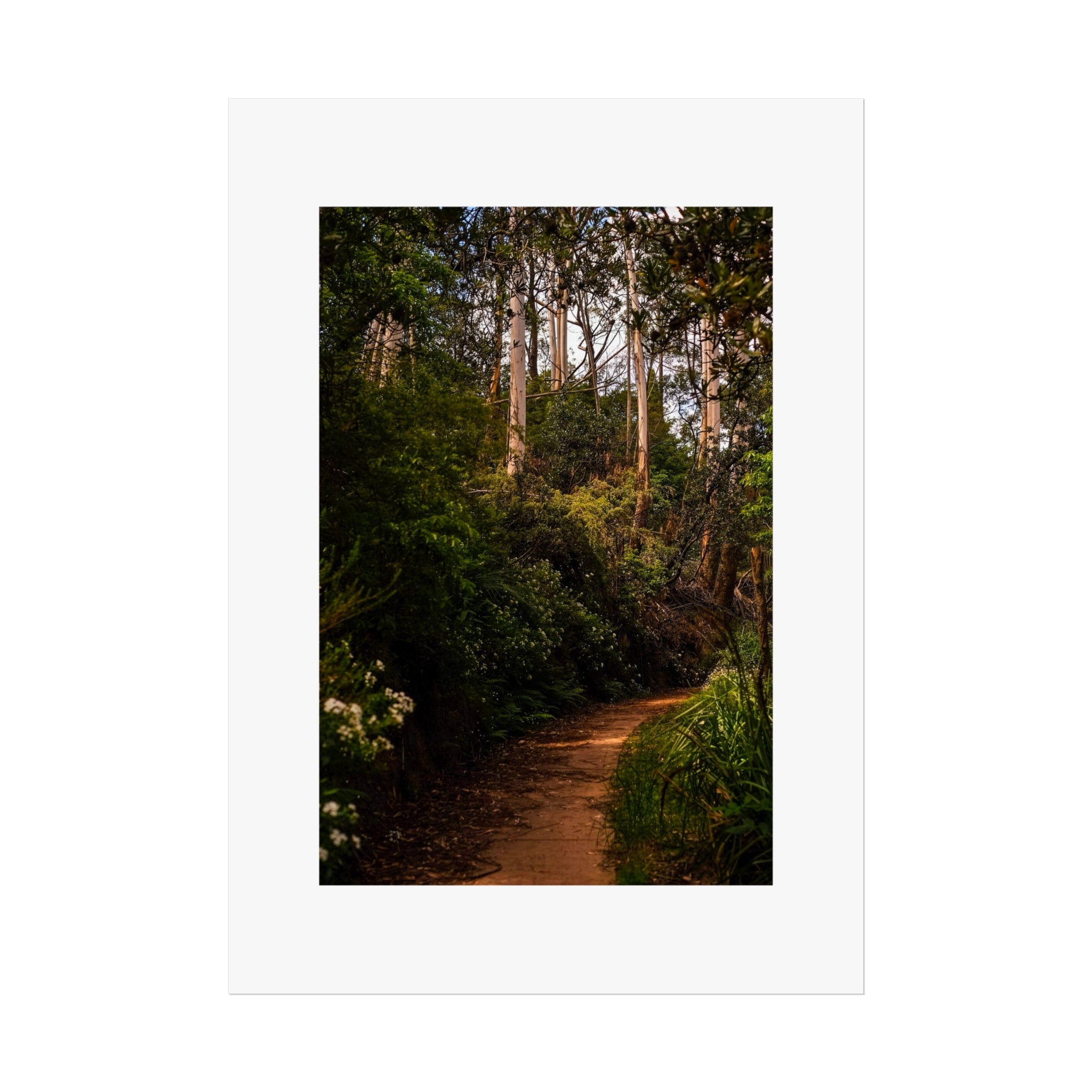 Forest Path Fine Art Poster - Blue Mountains Trail Photography