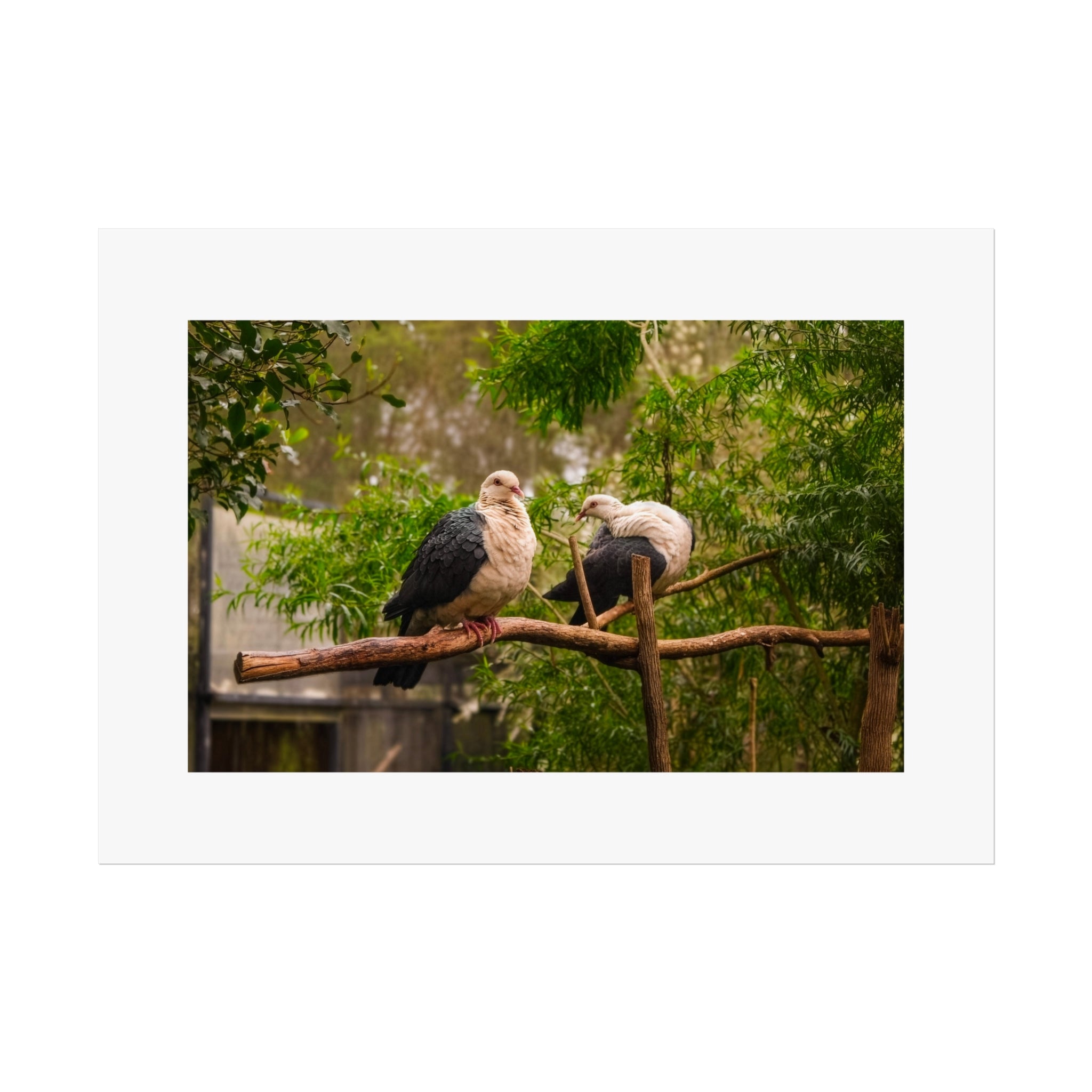 Wildlife Pigeon Pair Fine Art Poster - Bird Photography Print