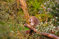 Sleeping Koala Australia Photo - Wildlife Eucalyptus Tree