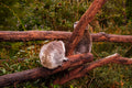 Koala Companions Photo - Australian Wildlife Portrait