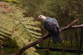 Australian White-Headed Pigeon Stock Photo - Native Wildlife