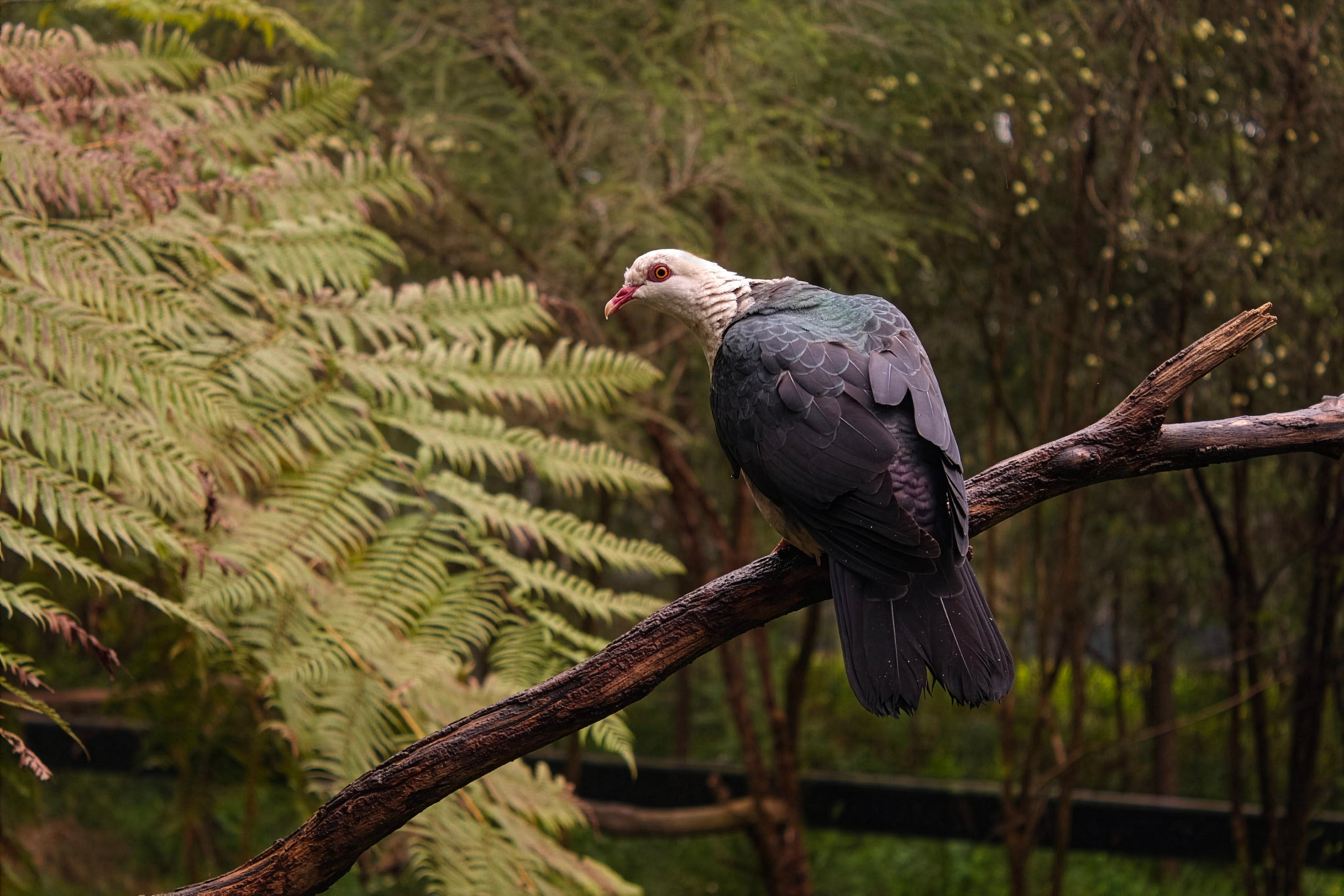 Australian White-Headed Pigeon Stock Photo - Native Wildlife