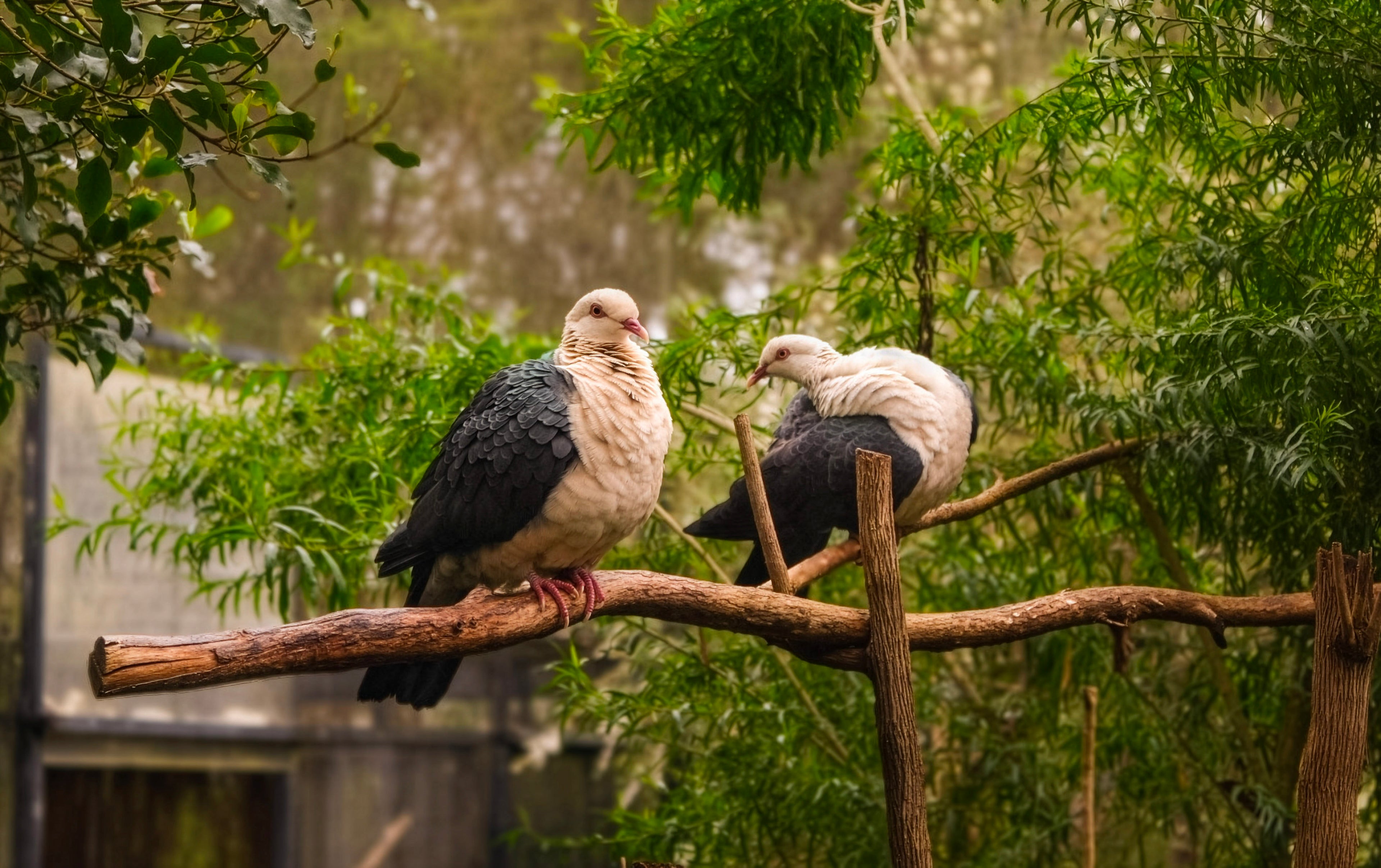 Australian Pigeons Photo - Intimate Wildlife Portrait