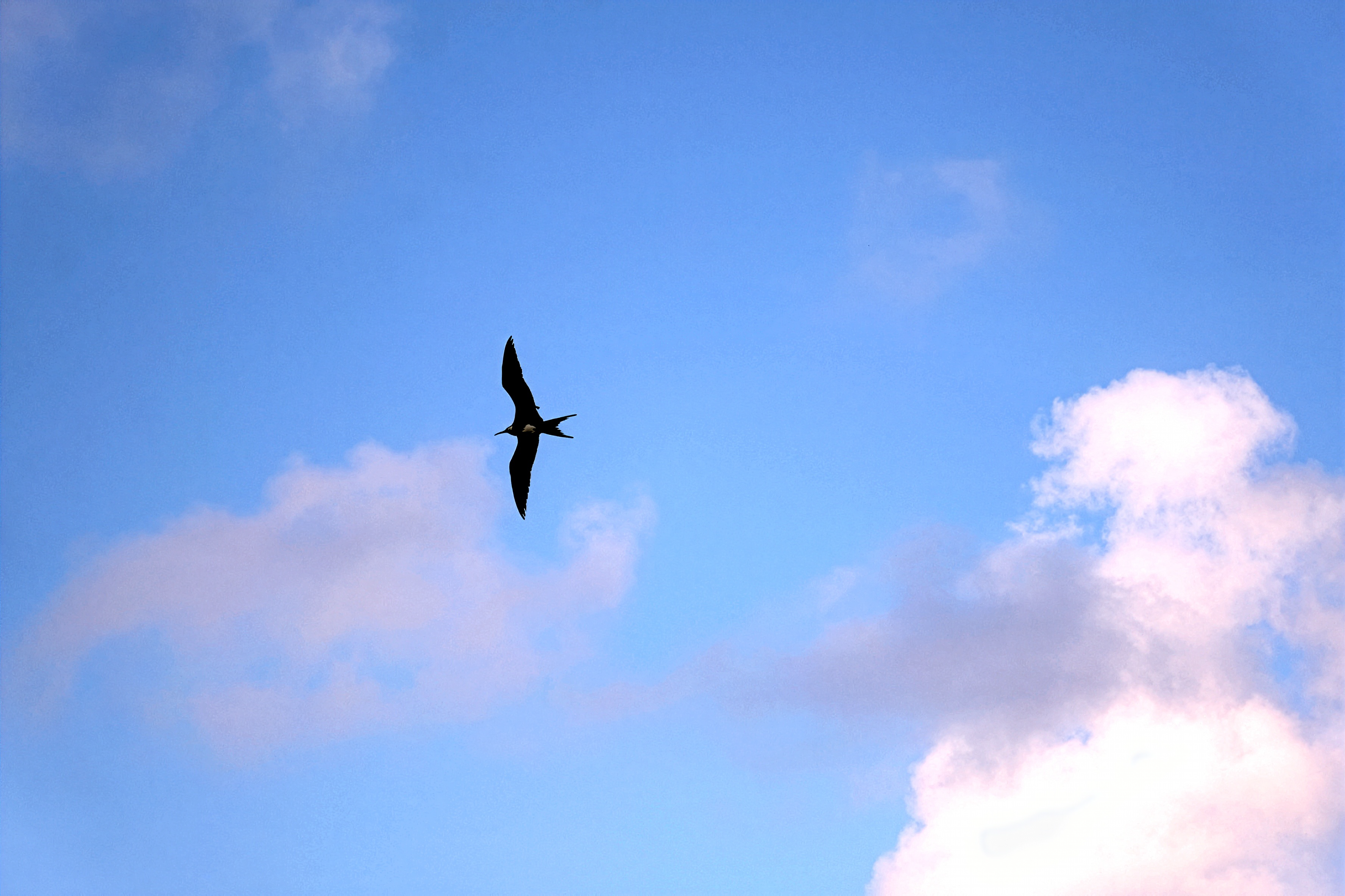 Frigatebird Flight Tropical Sky Photo - Seabird Silhouette