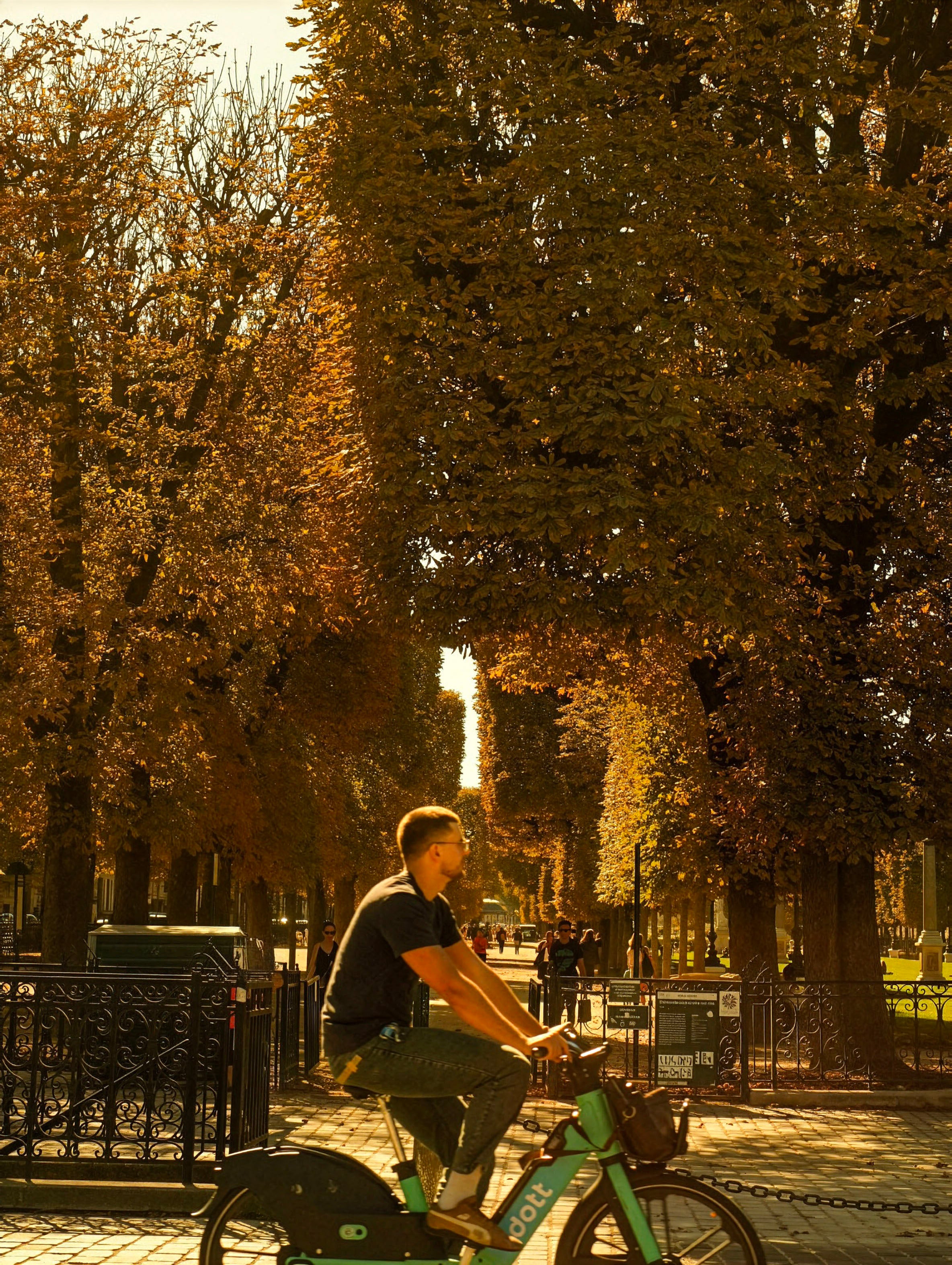 Paris Cycling Photo - Autumn Trees Golden Light