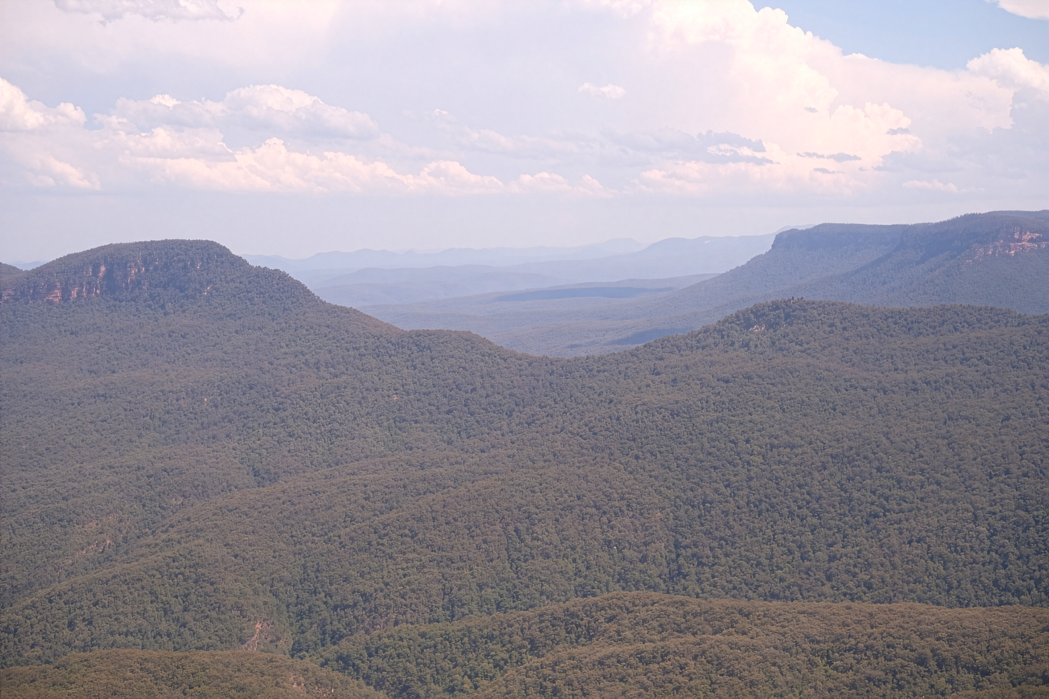 Blue Mountains Panorama Photo - Eucalyptus Forest Landscape
