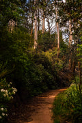 Blue Mountains Bushwalk - Eucalyptus Forest Trail