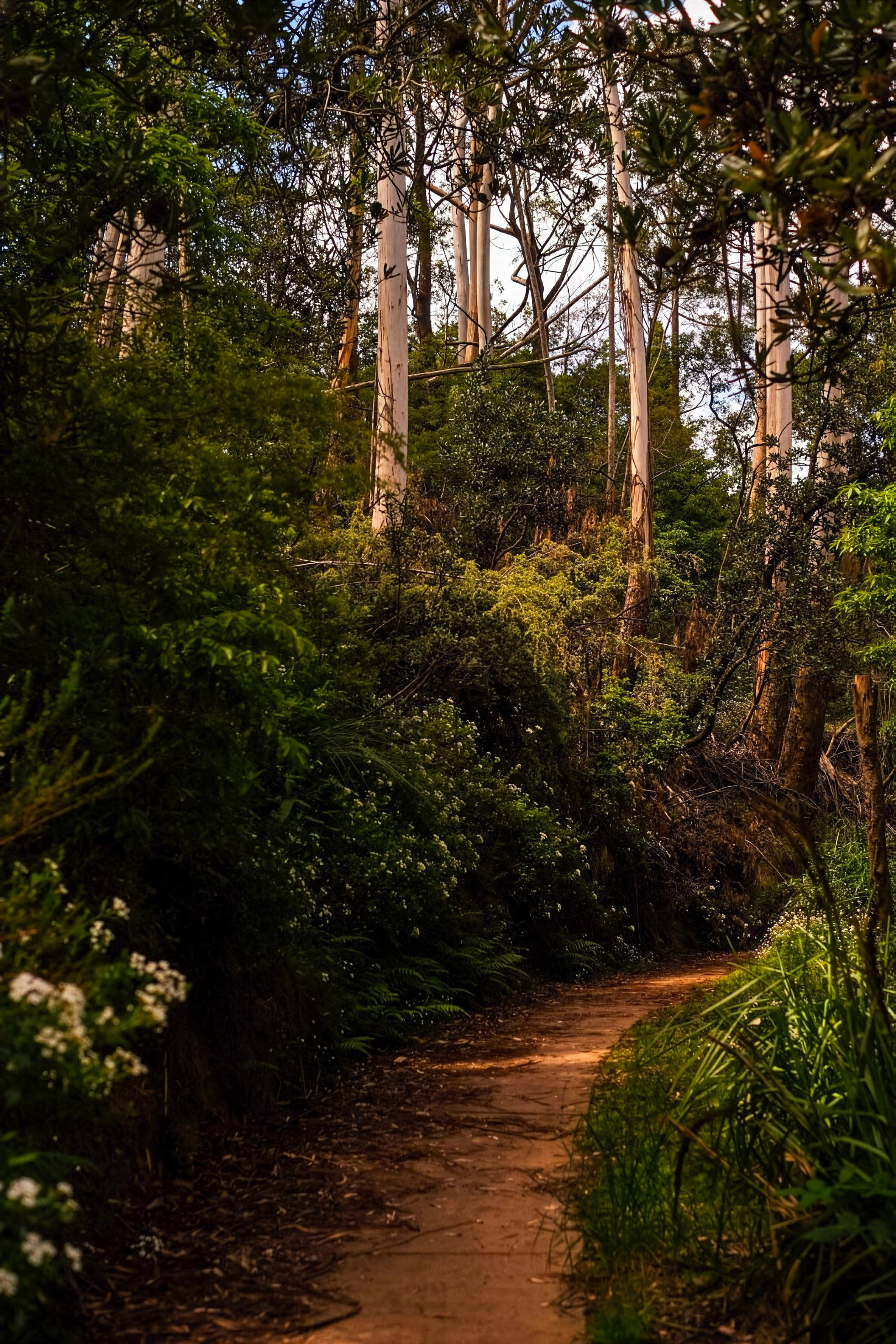 Blue Mountains Bushwalk - Eucalyptus Forest Trail