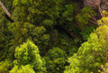 Bird's Eye Forest Photo - Blue Mountains