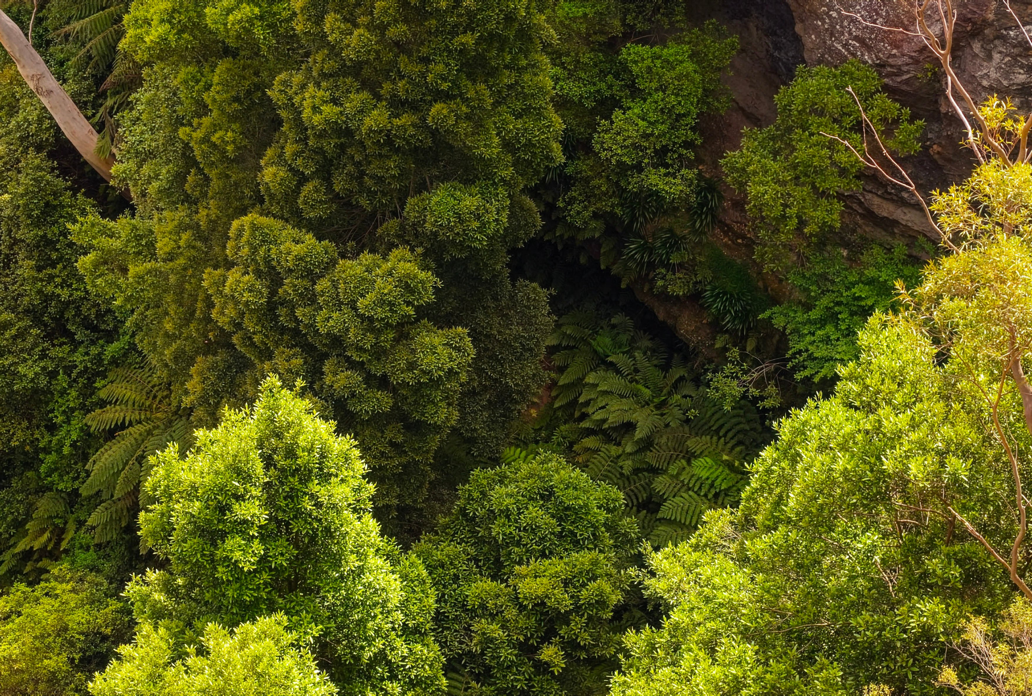 Bird's Eye Forest Photo - Blue Mountains
