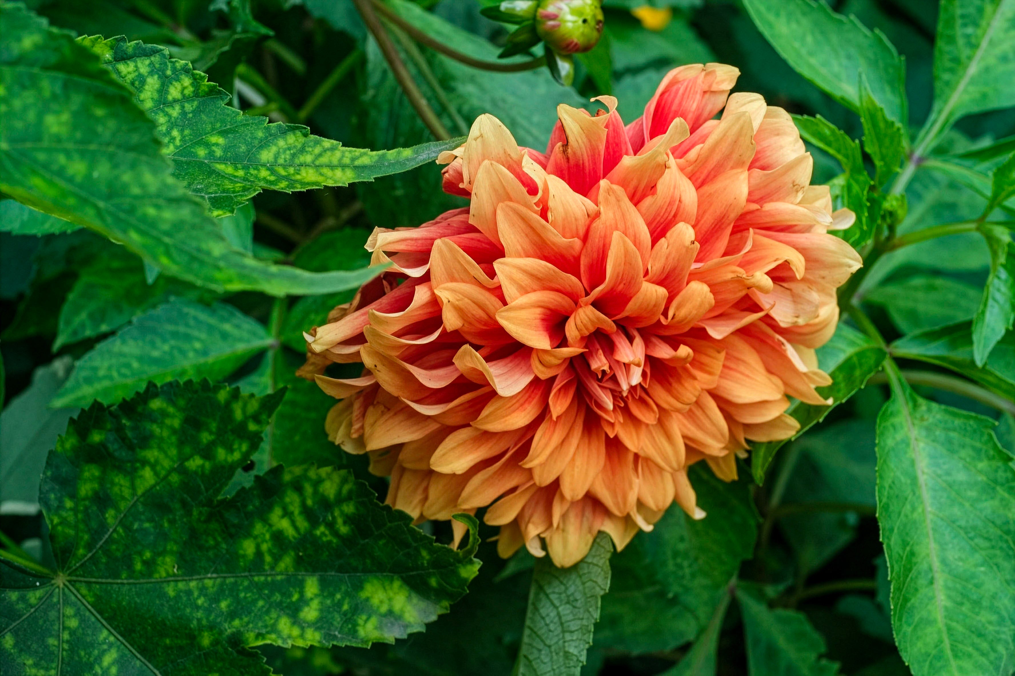 Monet's Garden Dahlia Photo - Coral Peach Flower Giverny France