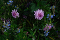Monet's Garden Giverny Photo - Lavender Dahlias Blue Flowers