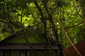 Tropical Jungle Canopy Photo - Palm Fronds Green Foliage